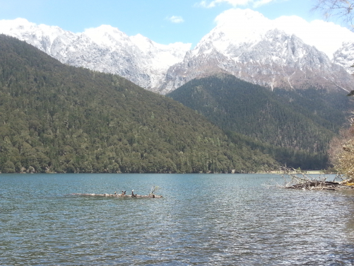 Gongga Mountains, Kangding, Sichuan. Dominant tree species in the forest is Abies georgei Orr.  (Photo credit: Dr Jinbao Li)